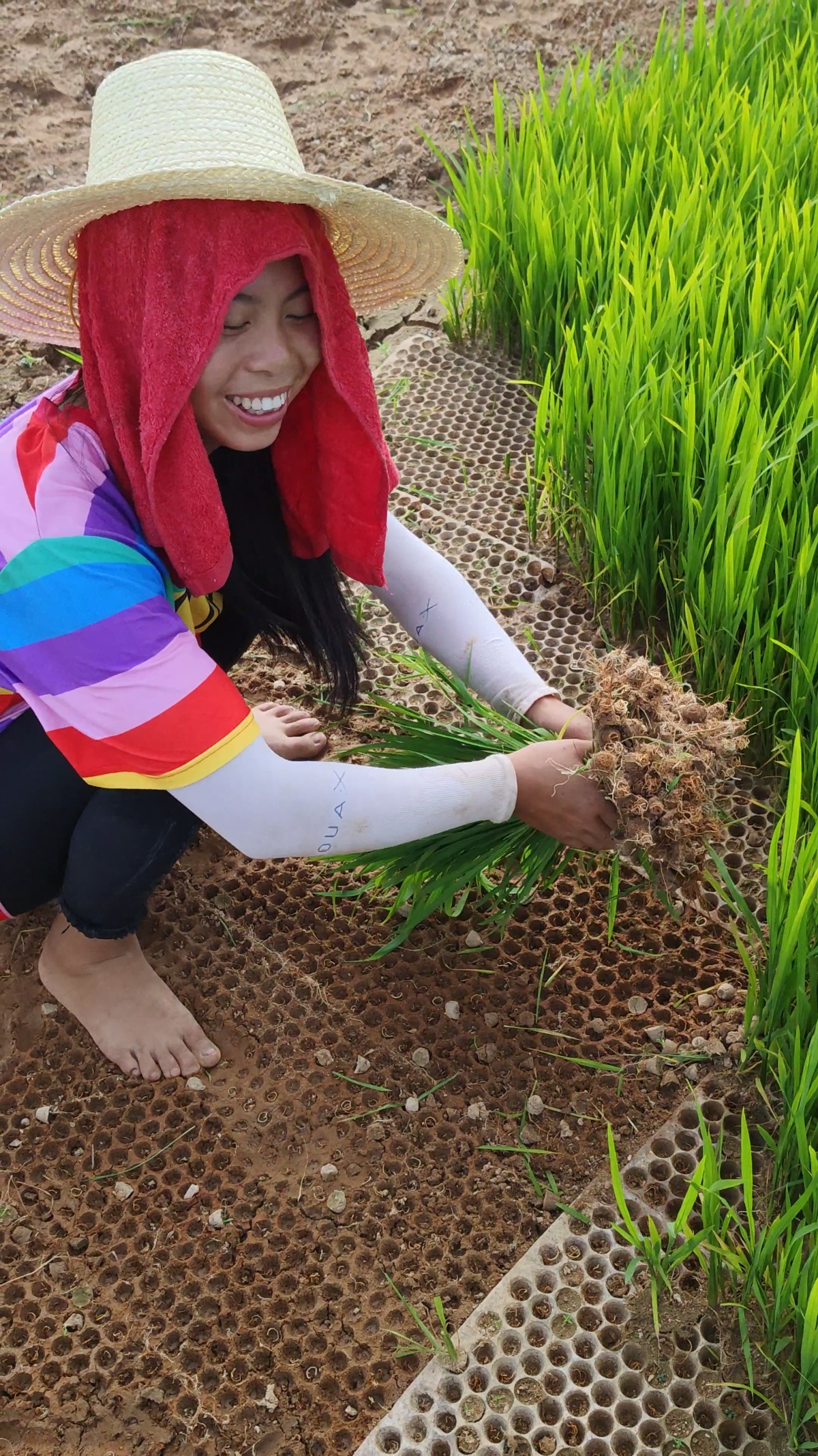 农村姑娘拔秧苗