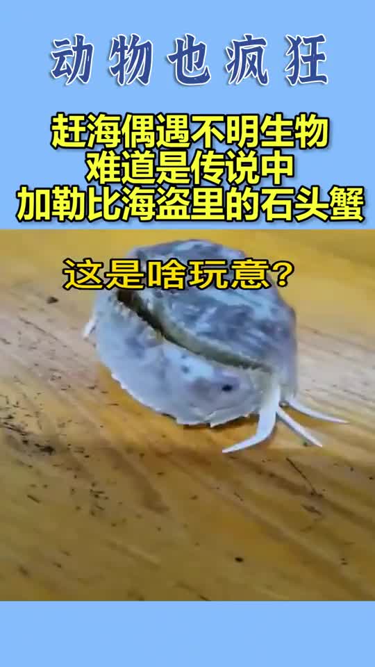 加勒比海盗石头螃蟹图片