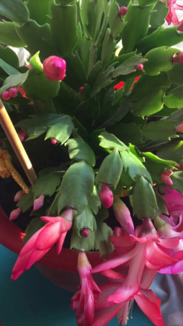 这个蝎子莲开花啦