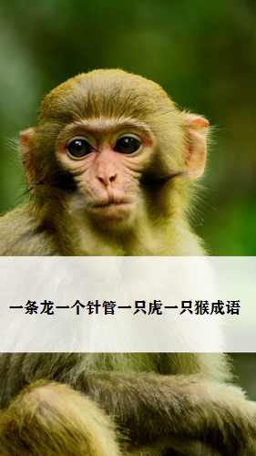 寻求动物世界的奥秘一条龙一个针管一只虎一只猴成语