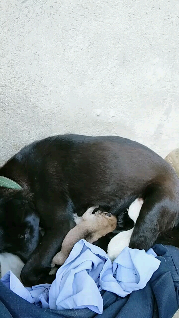 狗妈是黑色毛狗爸是黄色毛,为什么生出的小狗仔有纯白色毛,那为大神