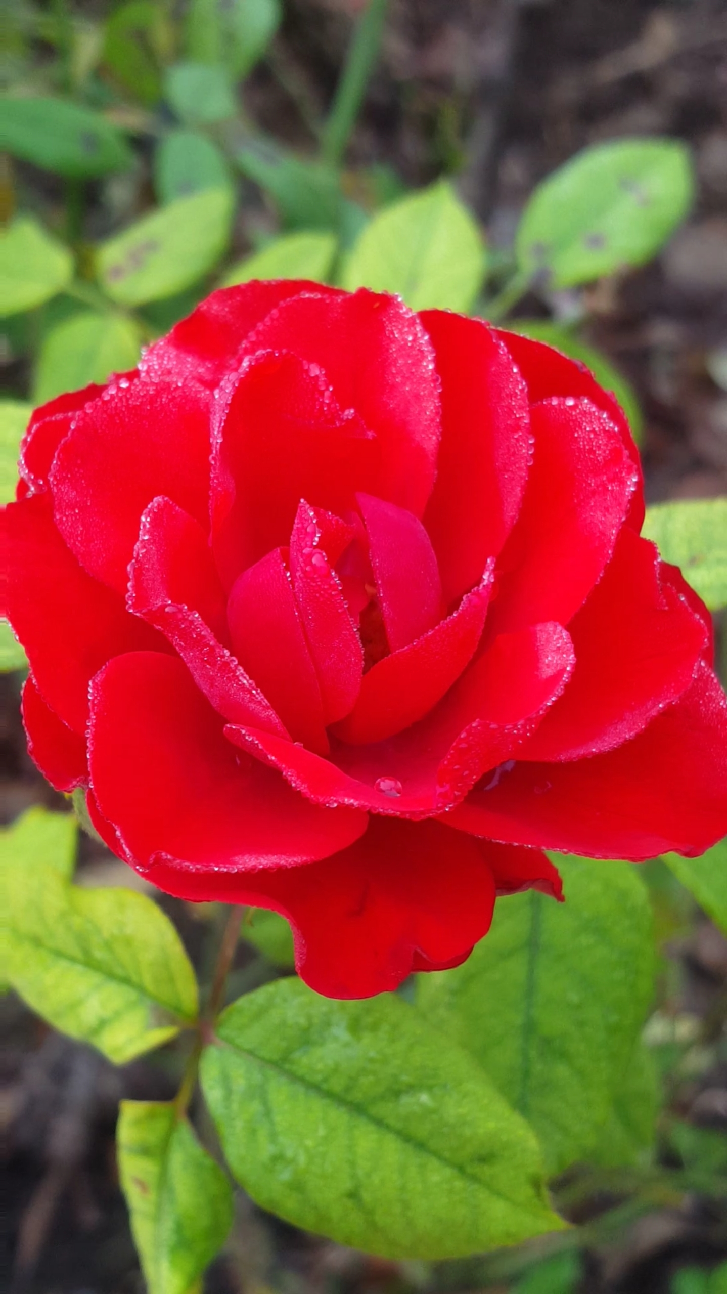 挂着晶莹露珠的红月季花,鲜嫩美丽