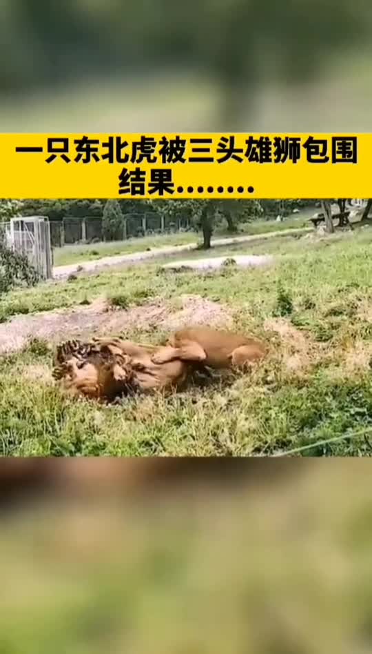 一只东北虎被三头雄狮包围结果竟是这样