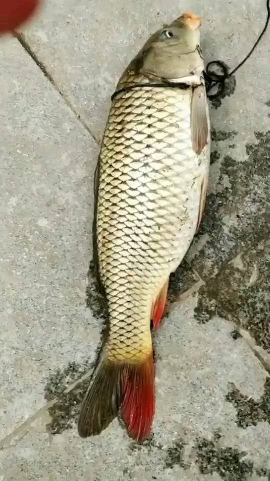 正宗红尾巴大鲤鱼