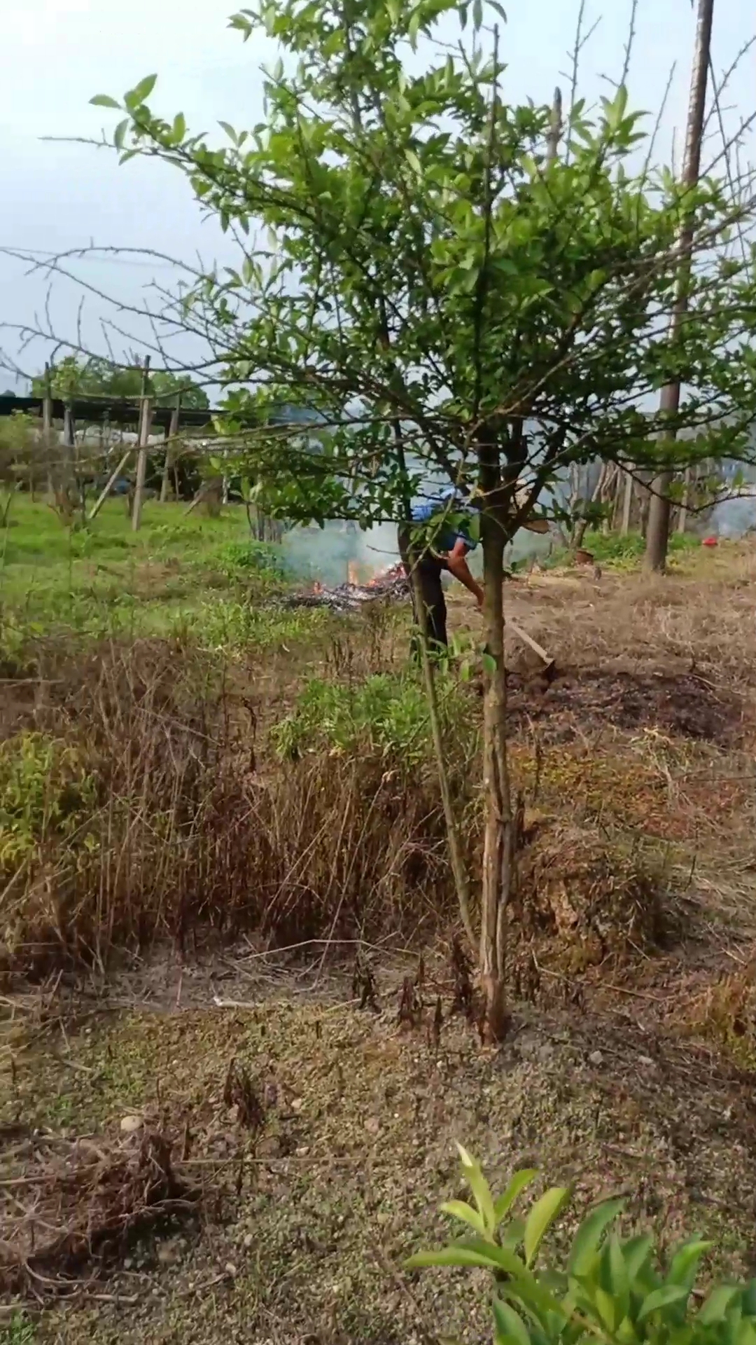 乡村生活#农村打结石主药人一