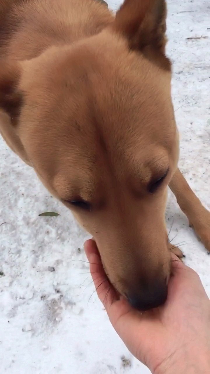 看见吃的高兴极了