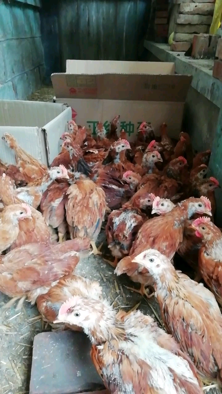 一个月的红玉380小公鸡