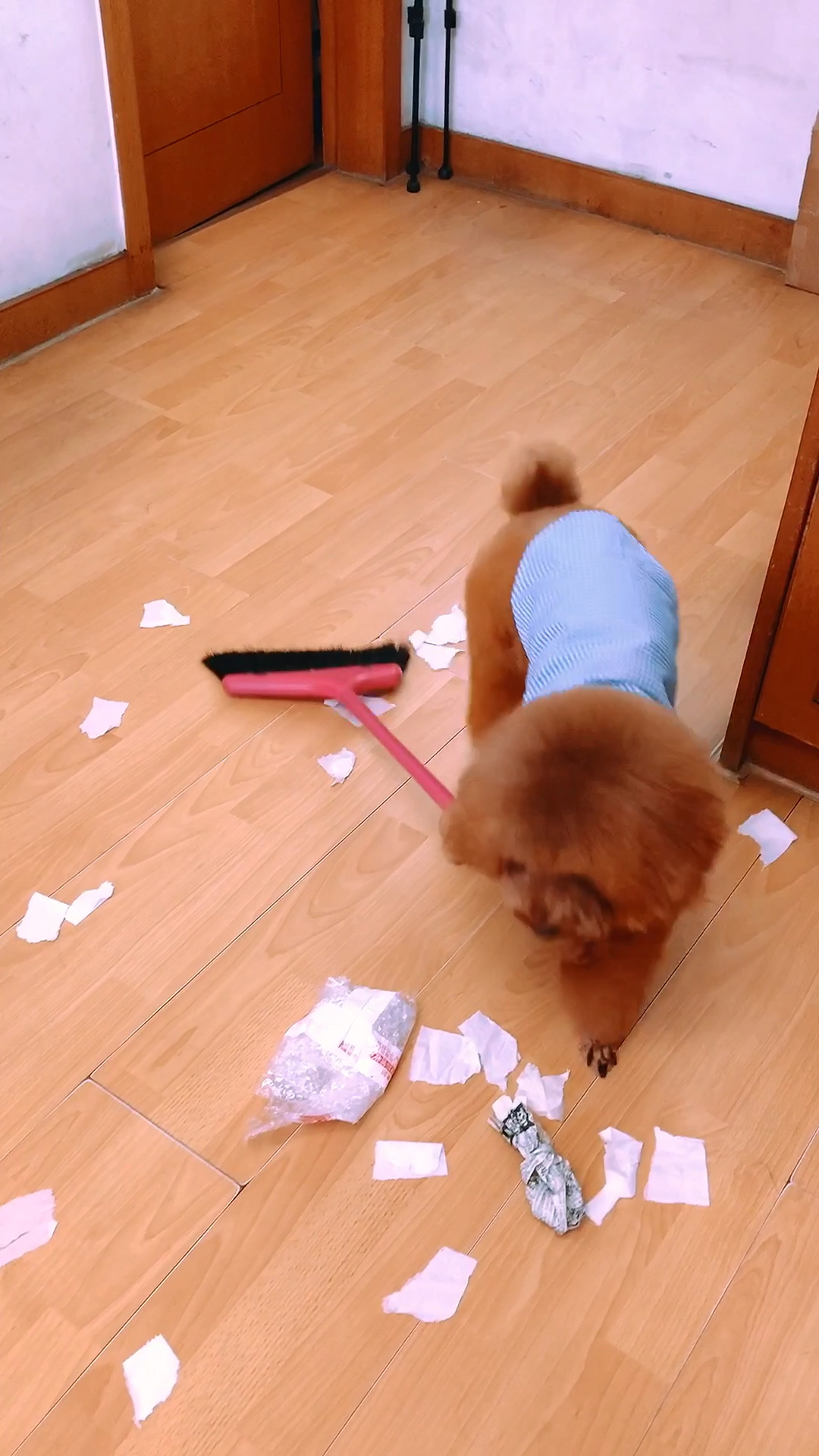 我家萌宠成精了#最勤快的小狗会扫地