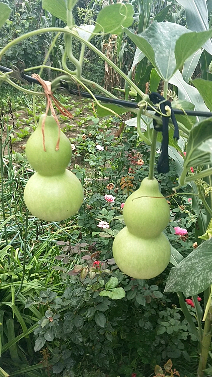 一根藤上若干个葫芦娃