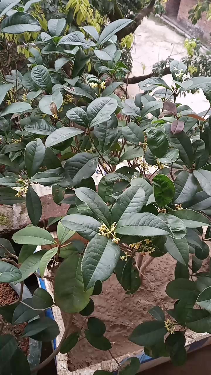 四季桂开的花很香,久闻不厌