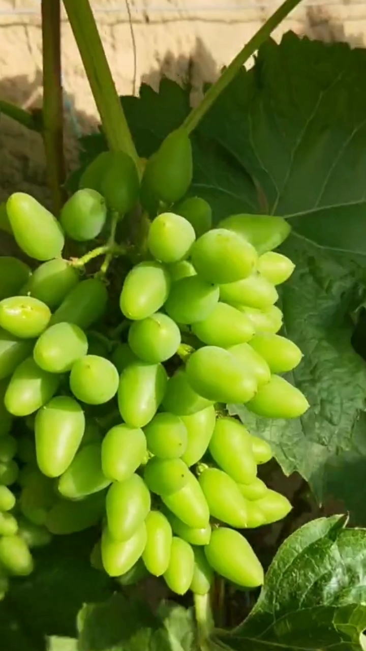 着色香葡萄苗,电微13898771308