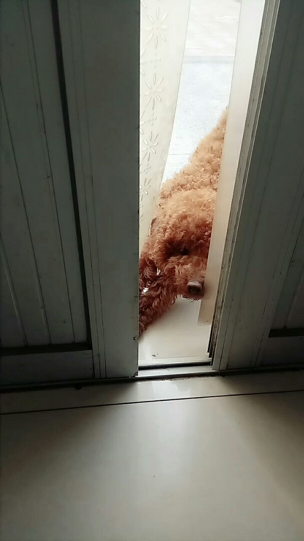 我家萌宠成精了#不让进来就扒门缝看