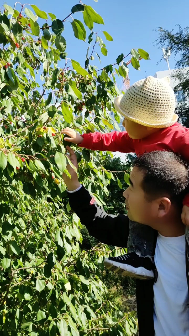 快乐父子俩#摘野果——山丁子,酸酸甜甜很好吃
