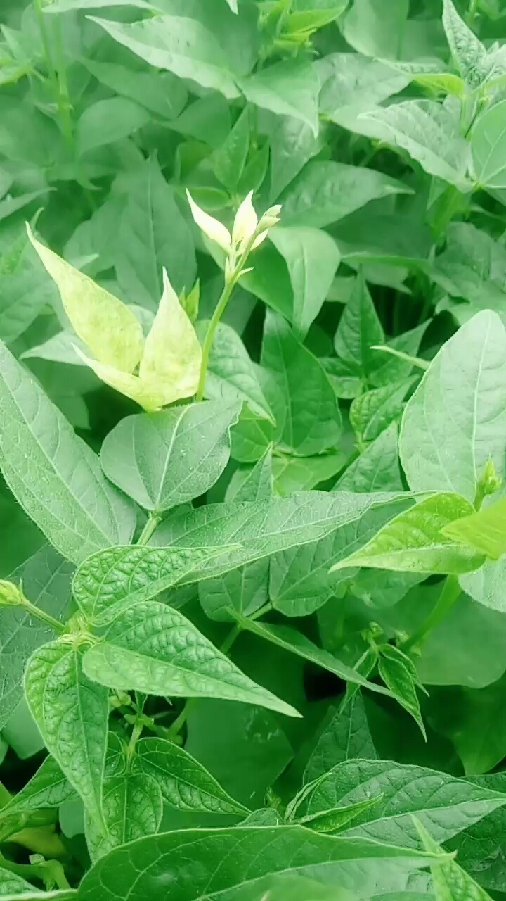 这叶子是怎么回事太急阴阳叶
