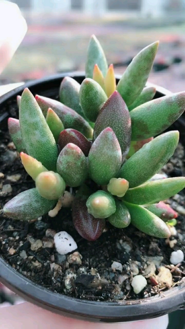 多肉植物,梅花鹿水泡