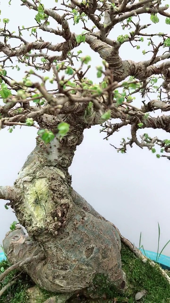 精品小叶榔榆 寓意年年有余