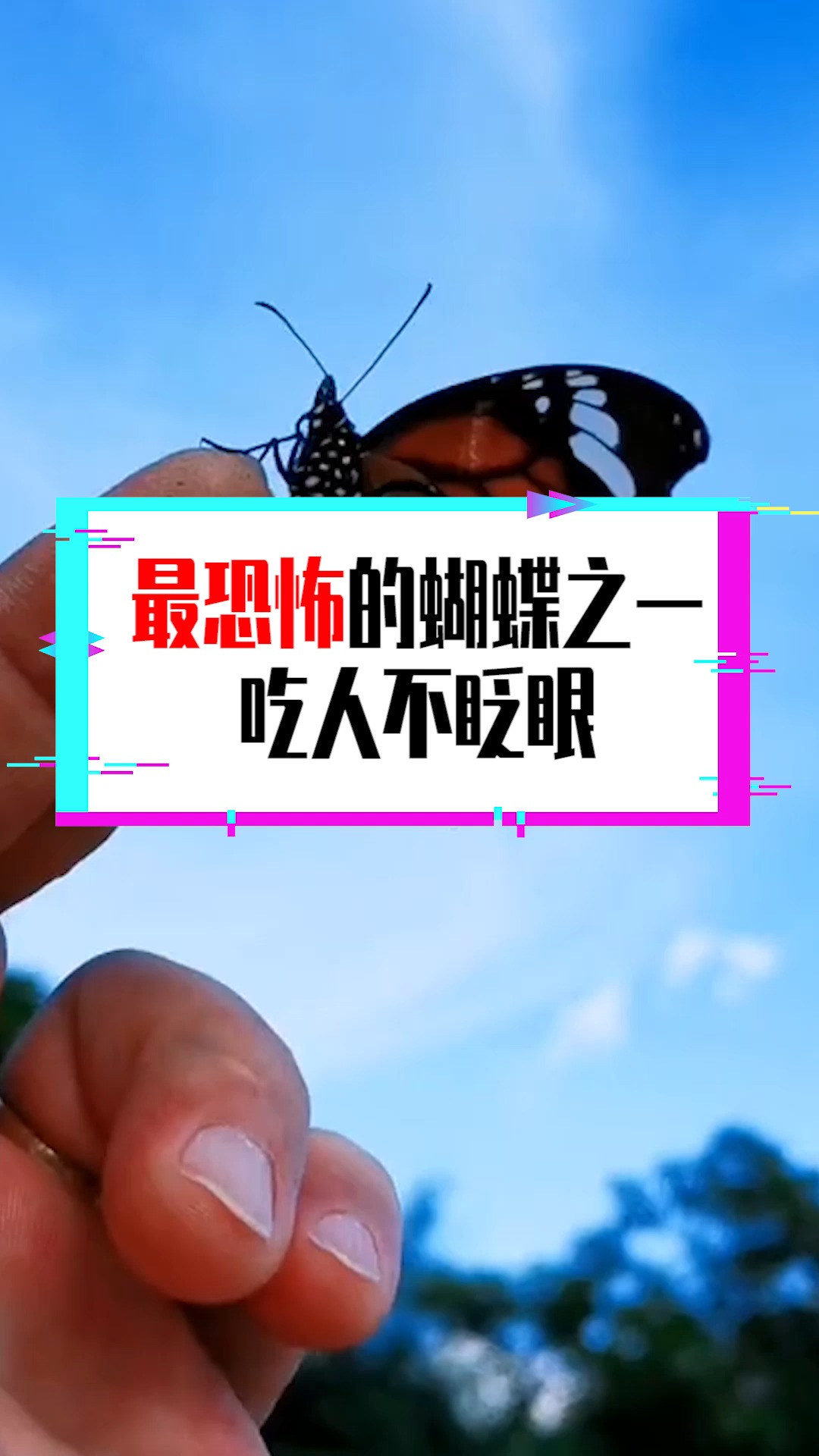 奇闻趣事抢先看#地球上最恐怖的蝴蝶之一,你听说过吗?