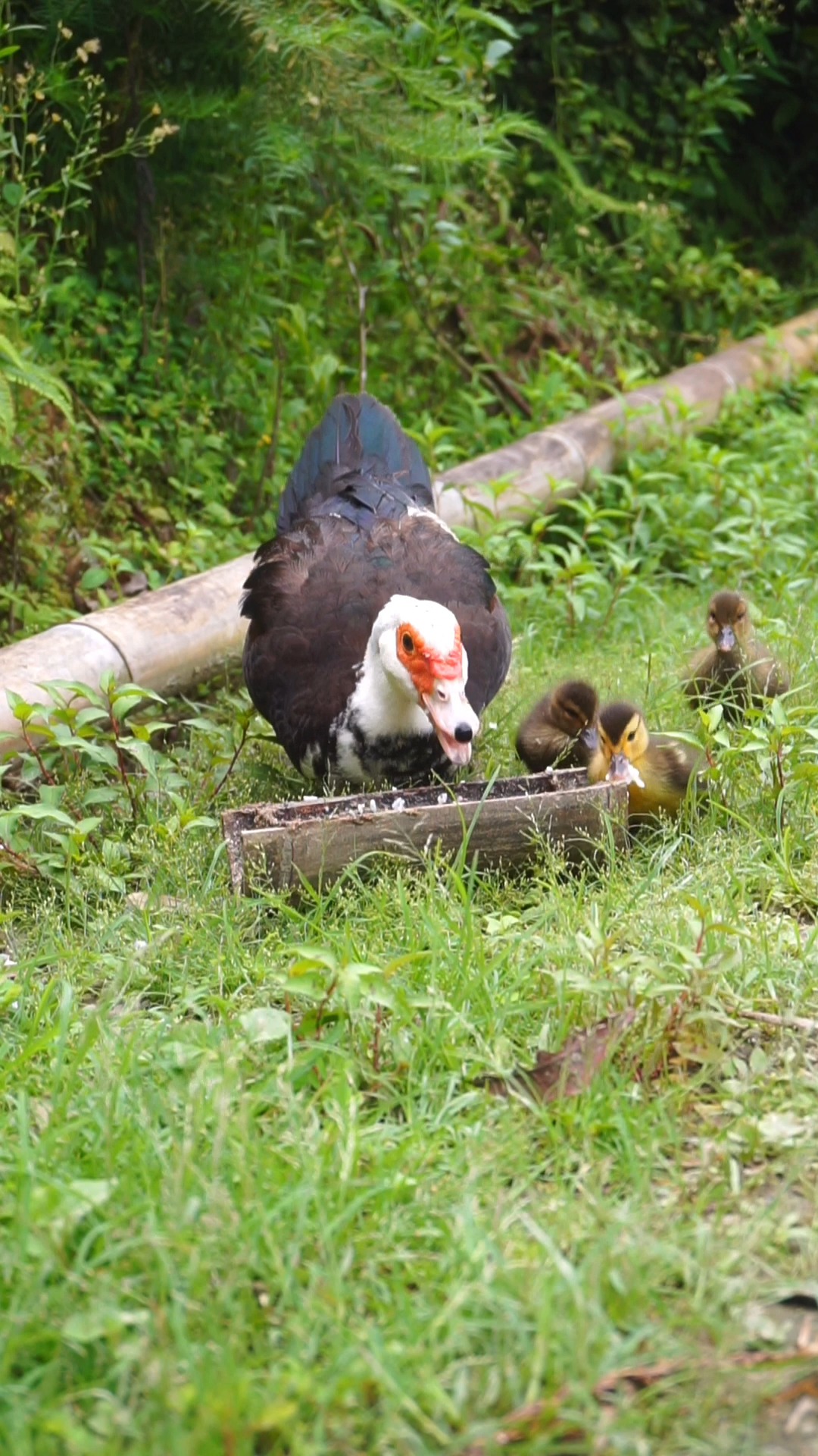 番鸭#彩灯和宝宝