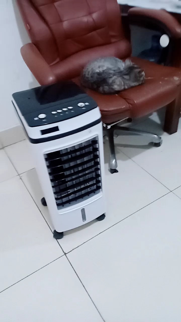 冷风空调.30平到 18度.猫咪很爱.