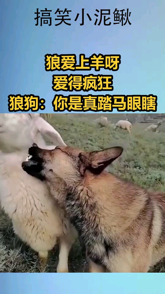 狼爱上羊呀,爱得疯狂,狼狗:你是真踏马眼瞎