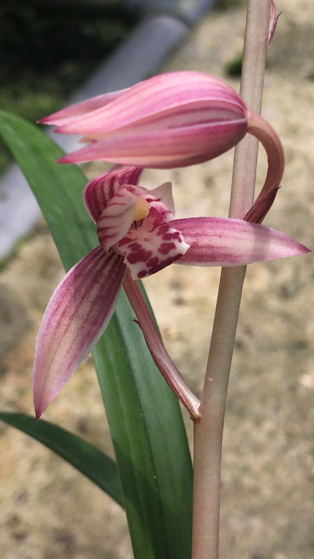 建兰高档粉红佳人《市长红》勤来花