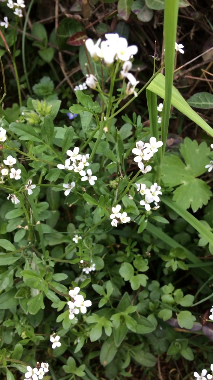 你笑起来像极了春天#辨花识草:碎米荠.粒粒如碎米,入得盘中味.