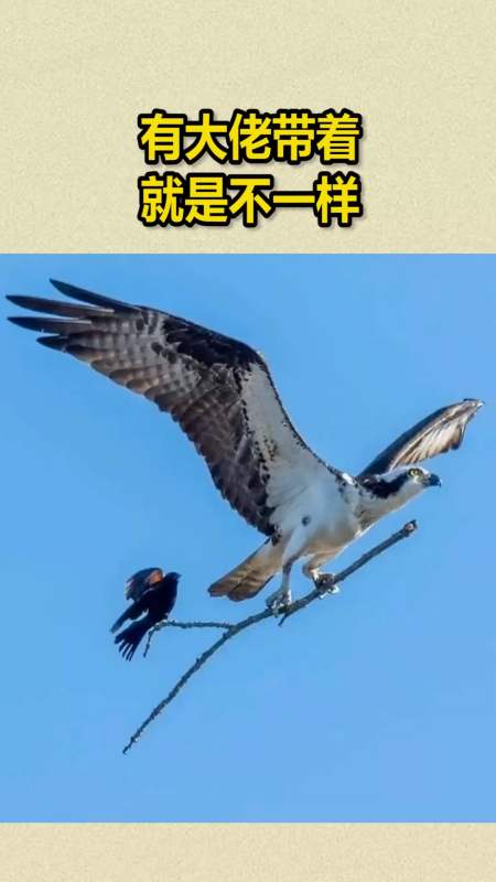 我要上热门#鸟随鸾凤飞腾远,人伴贤良品自高