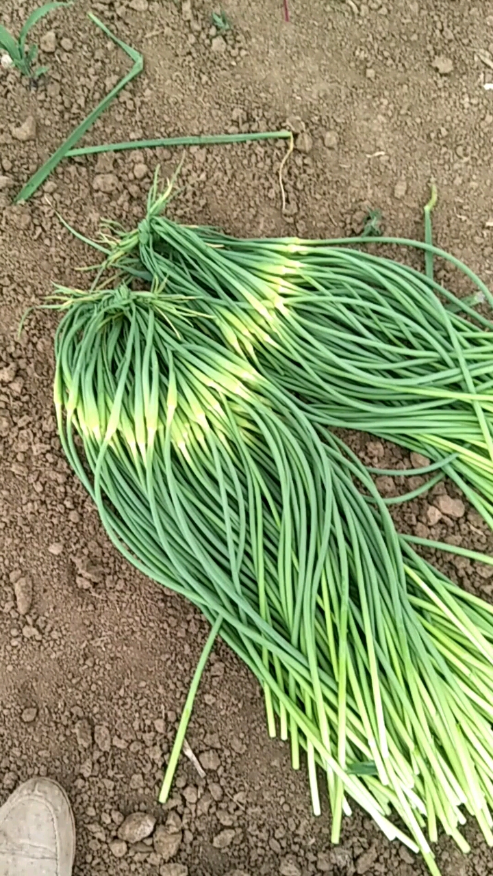 全民正能量#永年白蒜苔,完美.一级别的.