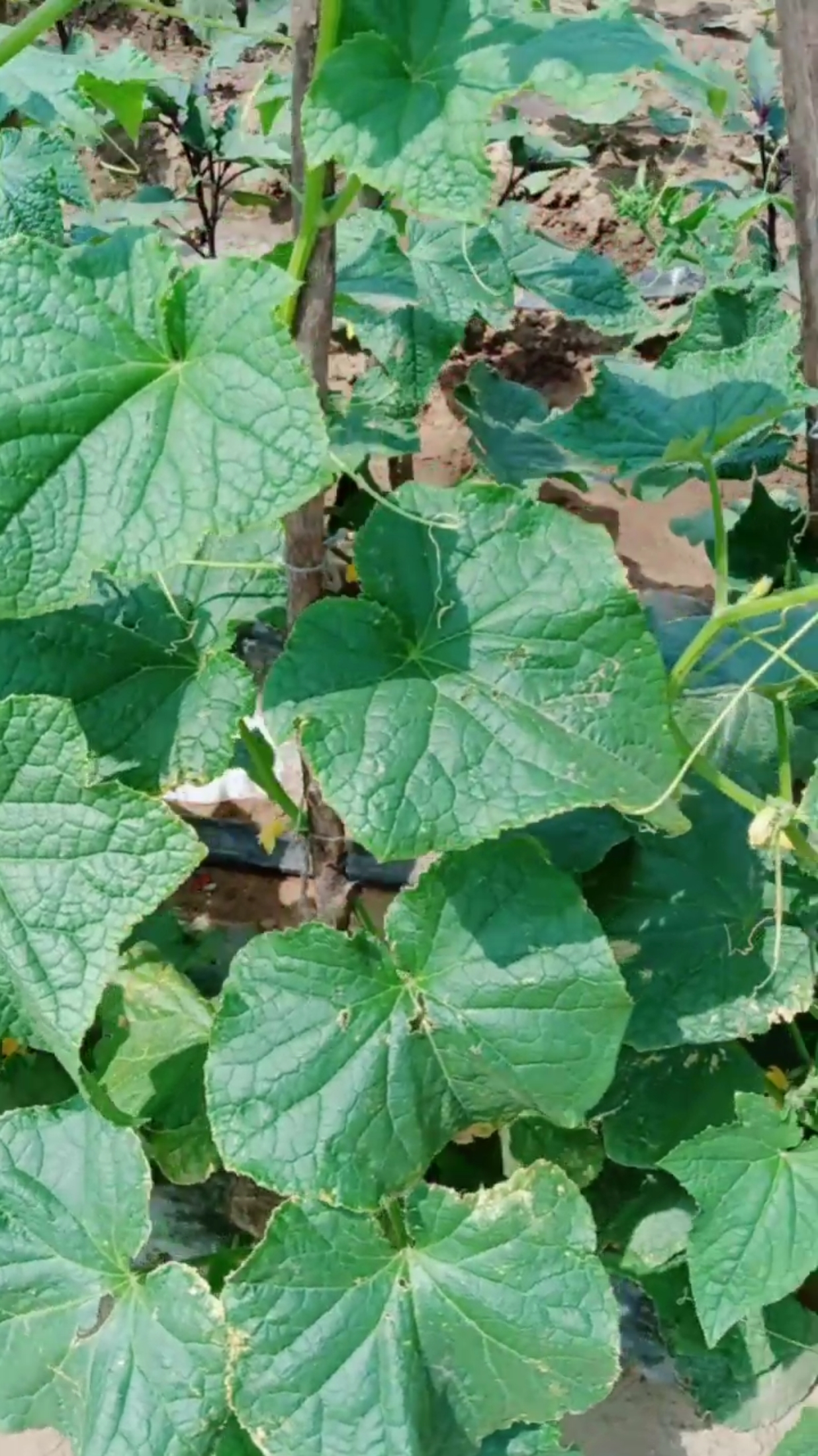 绿色植物黄瓜秧