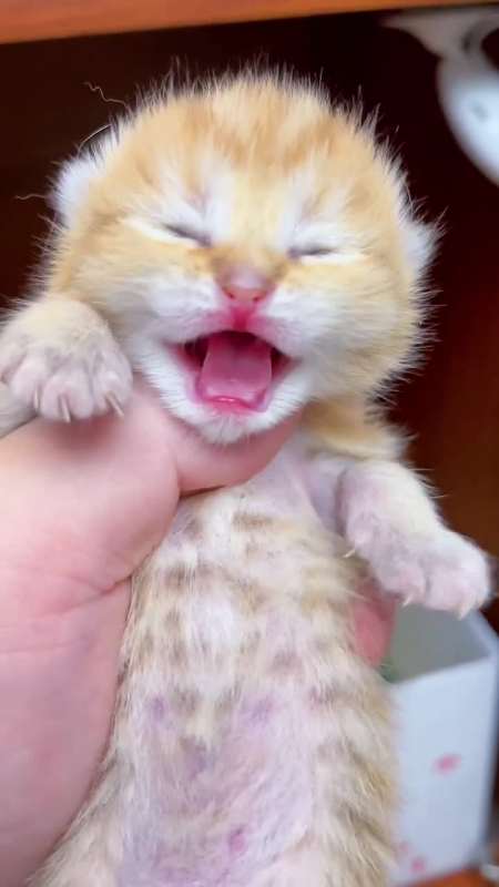 哇哇哇,俗话说的好:会叫的孩子有奶吃!#感谢我要上热门