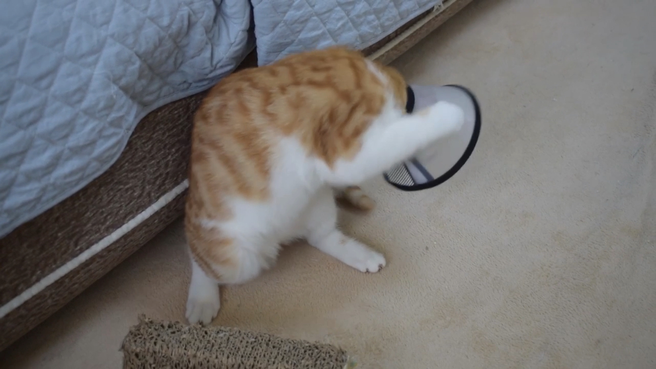 我家萌宠成精了#小橘猫疯狂的打着节拍律动!