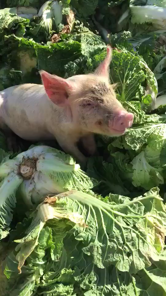 搞笑段子剧#白菜哪里去了?被猪拱了