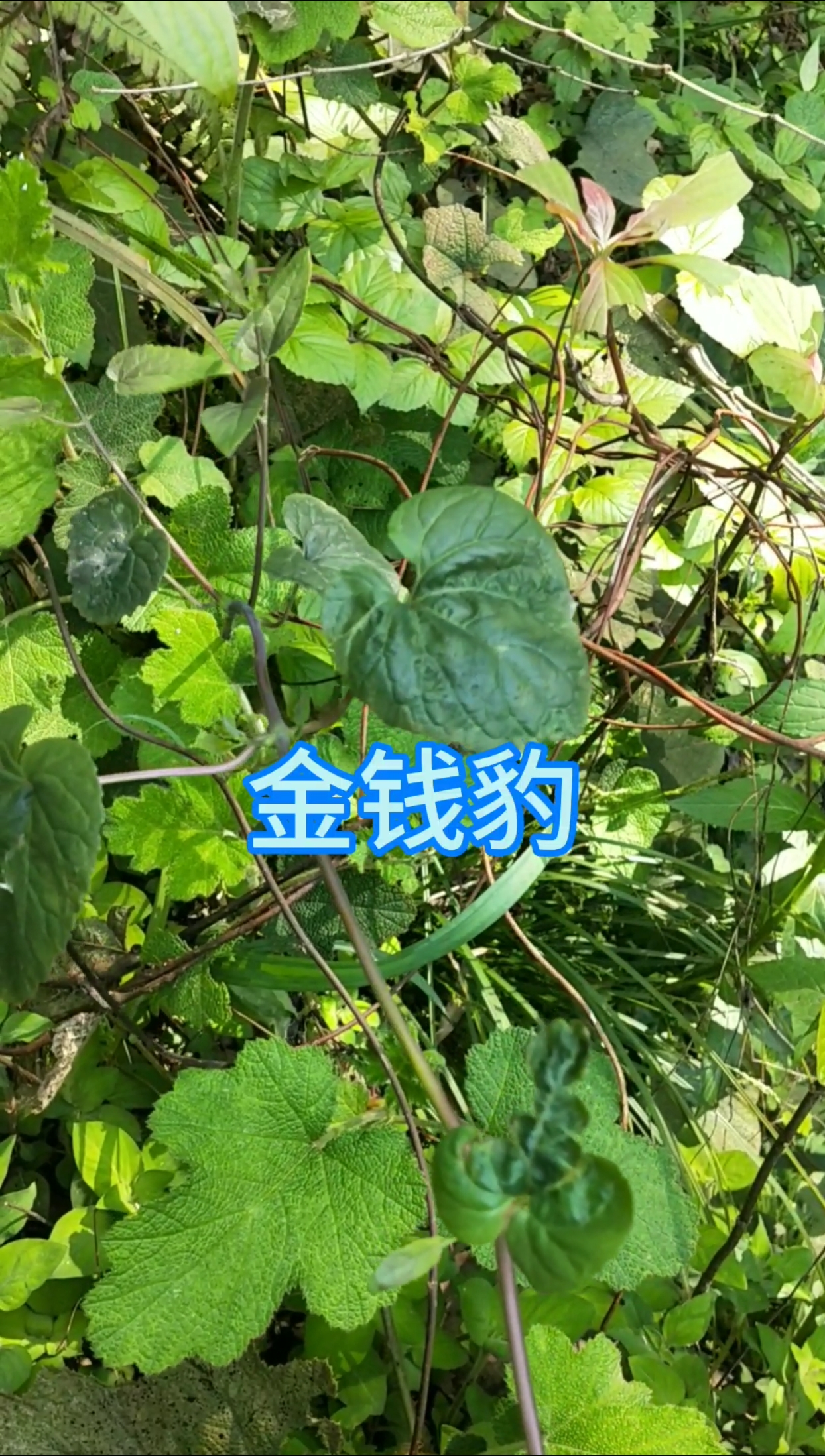 认识植物药材#农村这种叫金钱豹的植物,别称:野党参,你了解吗?