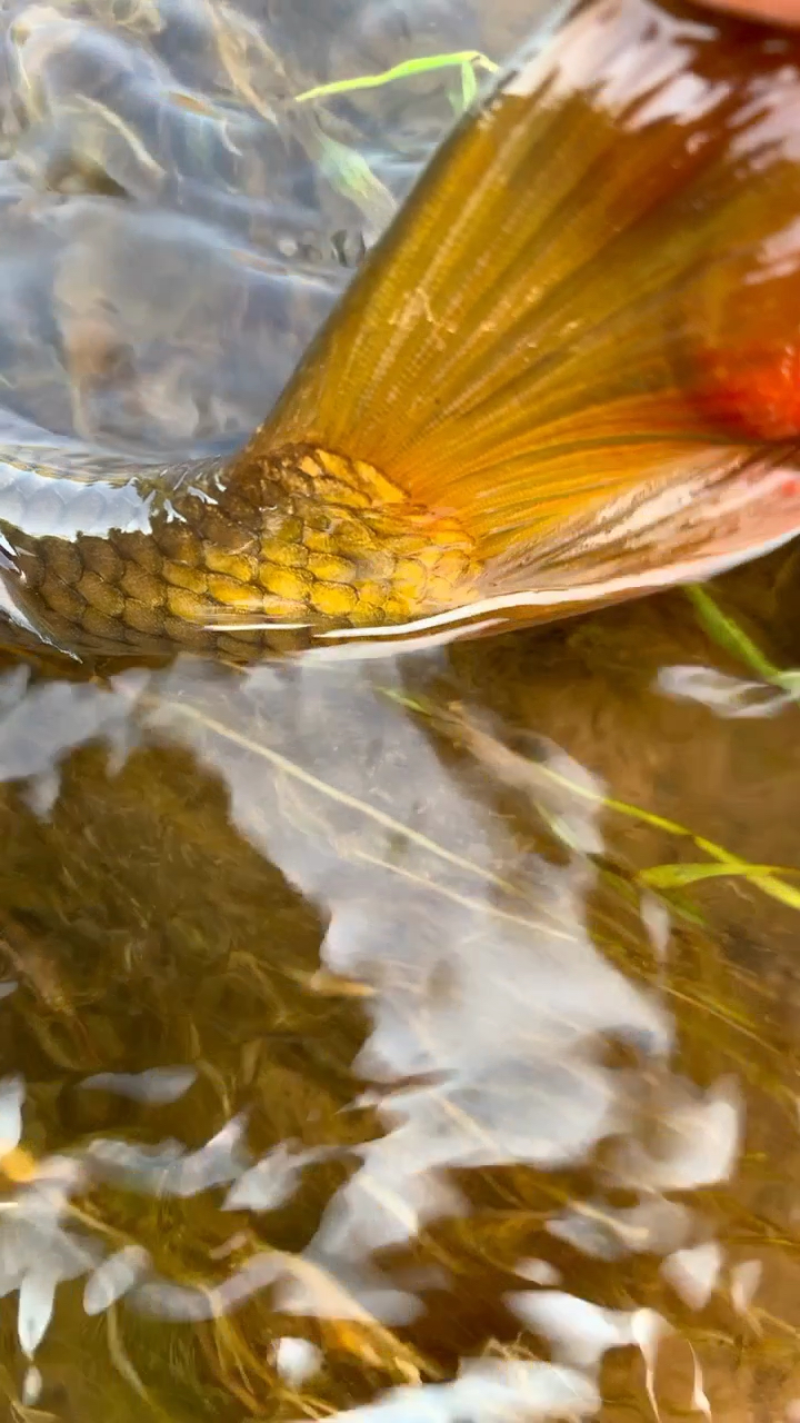 七彩红鲤鱼你见过吗?