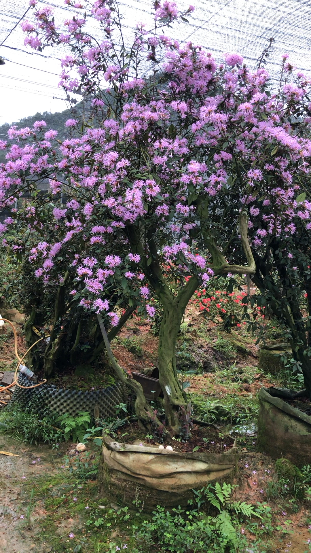 紫佳人杜鹃图片