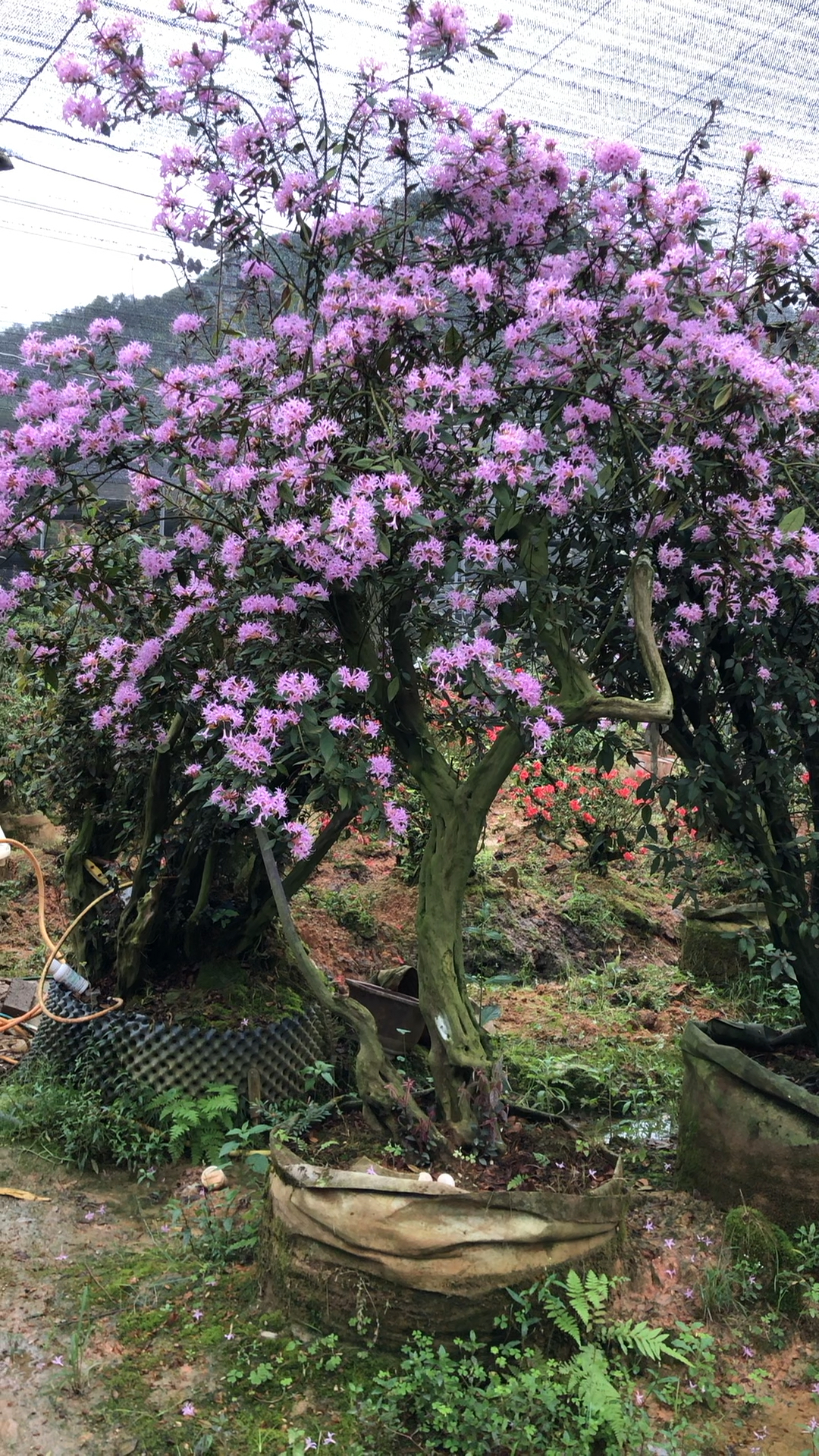 紫花杜鹃,开花真漂亮