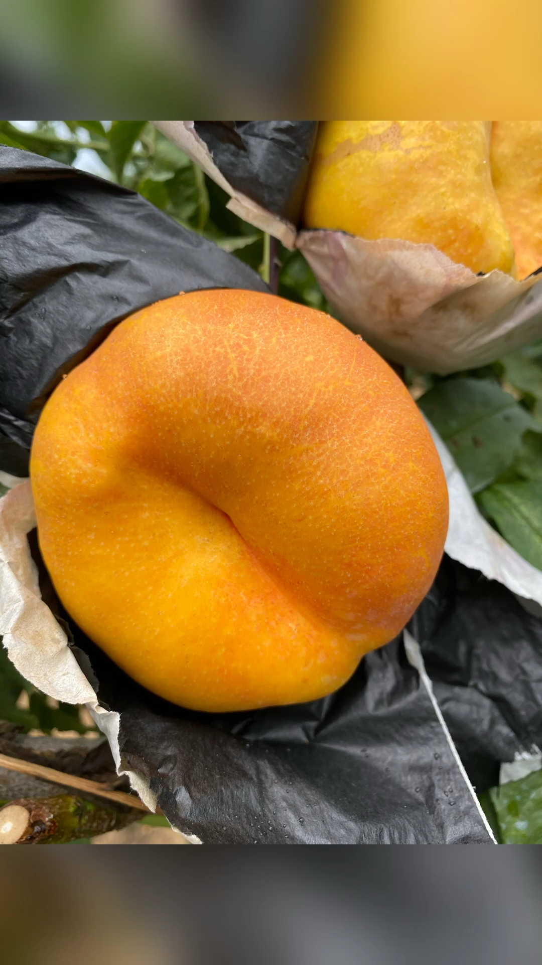 油蟠桃7-7果个大口感甜缝合线不易裂果