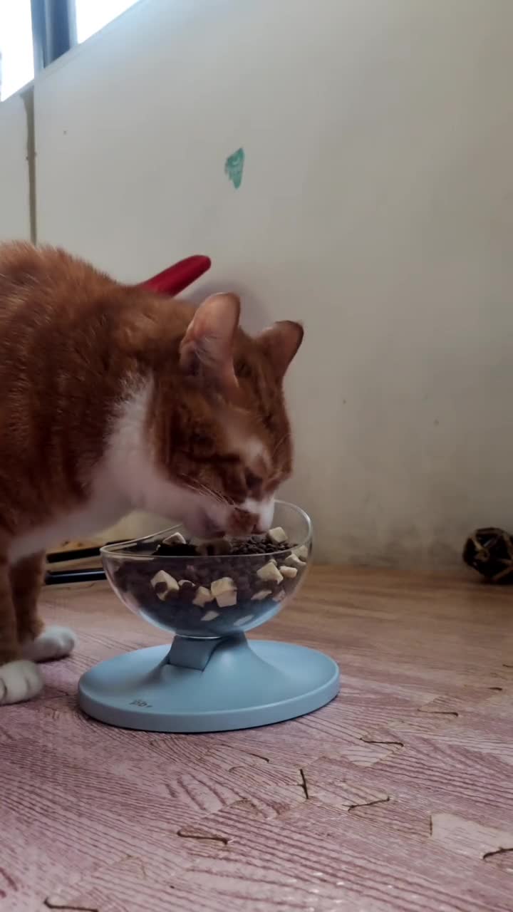 香香贪吃猫吃货猫菊总萌宠出道计划铲屎官的乐趣