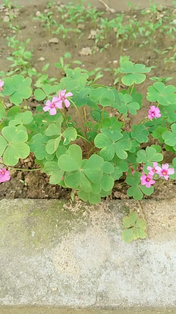突然发现,家里一直在开花的,是四叶草吗?/啊!#四叶草