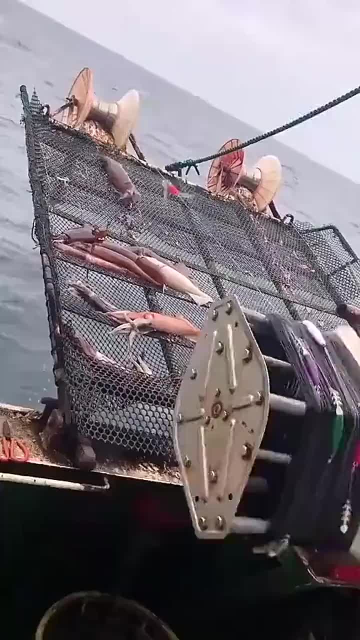 钓鱿鱼的机器,看样子效果不错嘛,今天又能卖不少钱了!