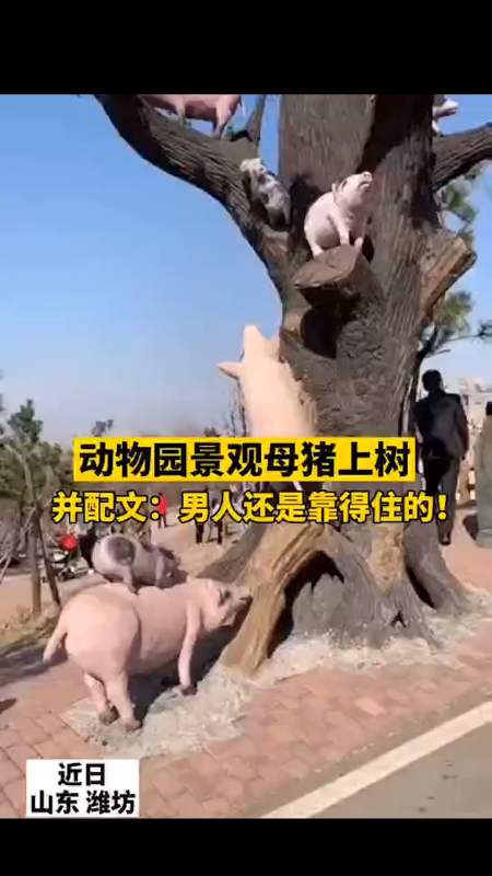 一动物园有奇特景观:母猪上树,并配文:男人还是靠得住的!
