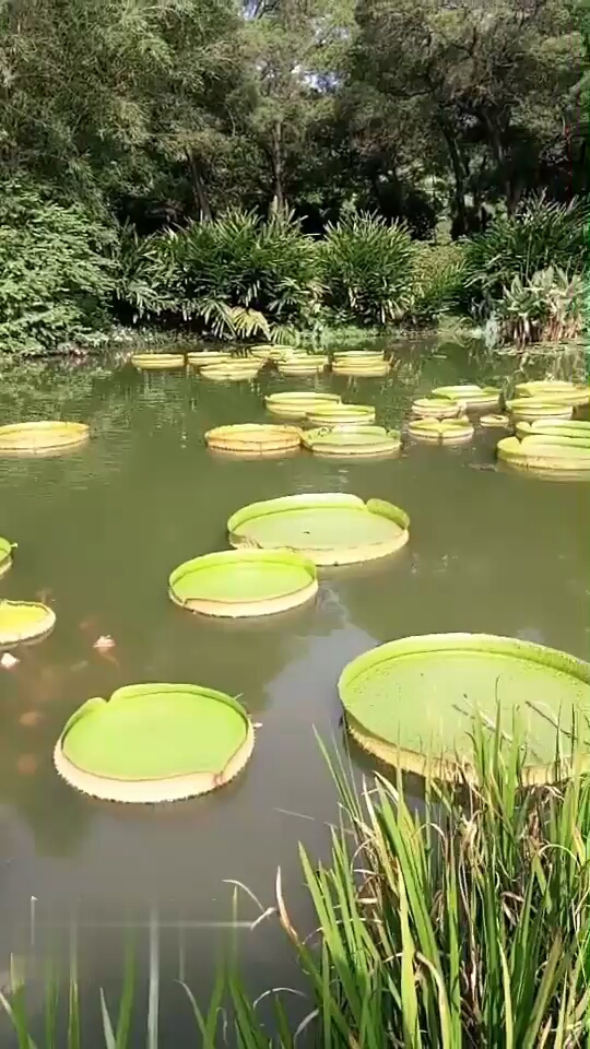 世界上最大的莲花――王莲