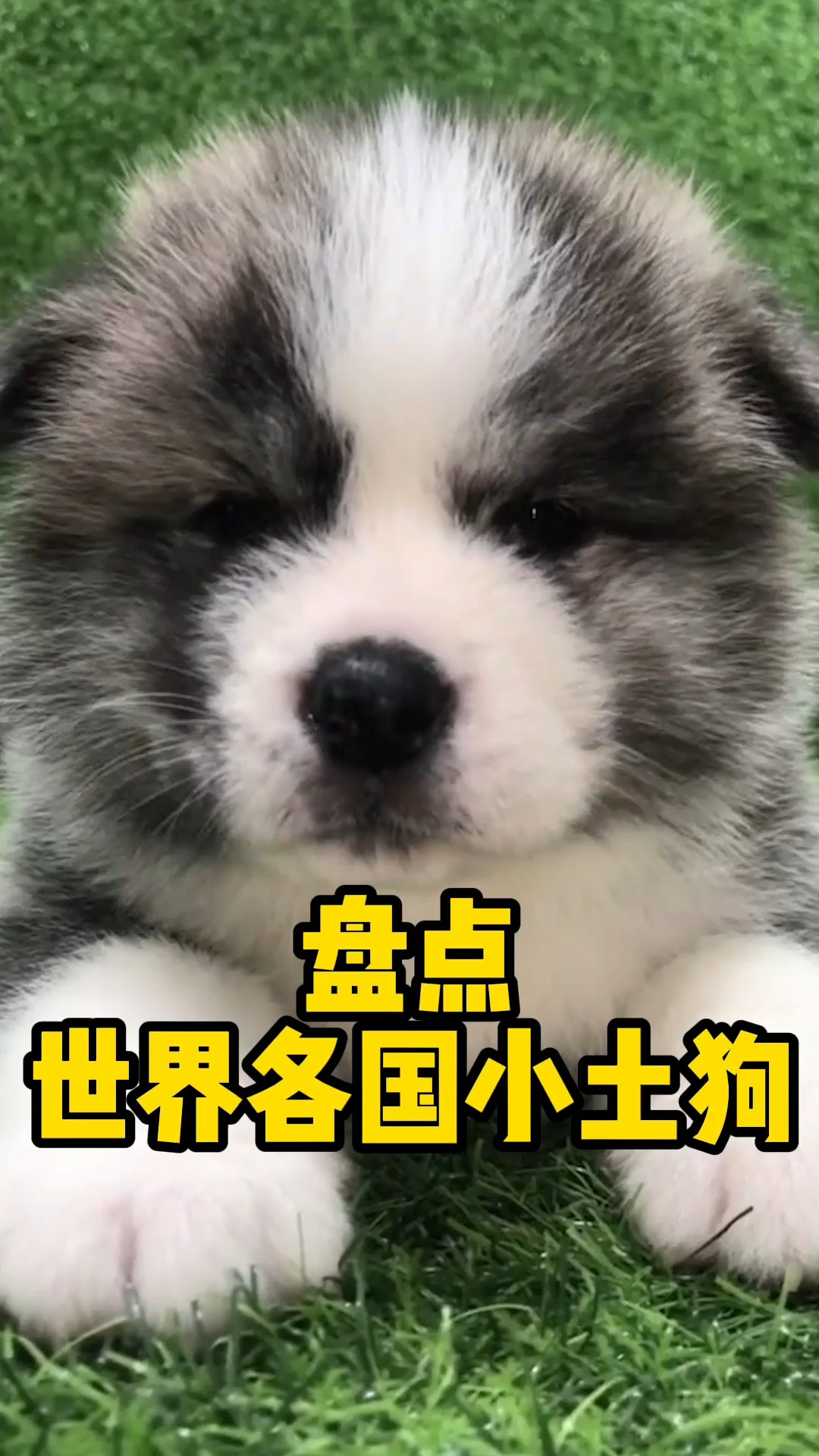 盘点世界各国小土狗中华田园犬才是yyds