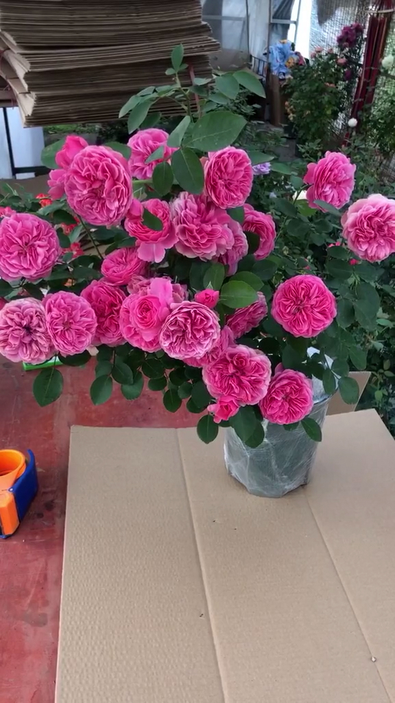 欧月#达芬奇欧月le