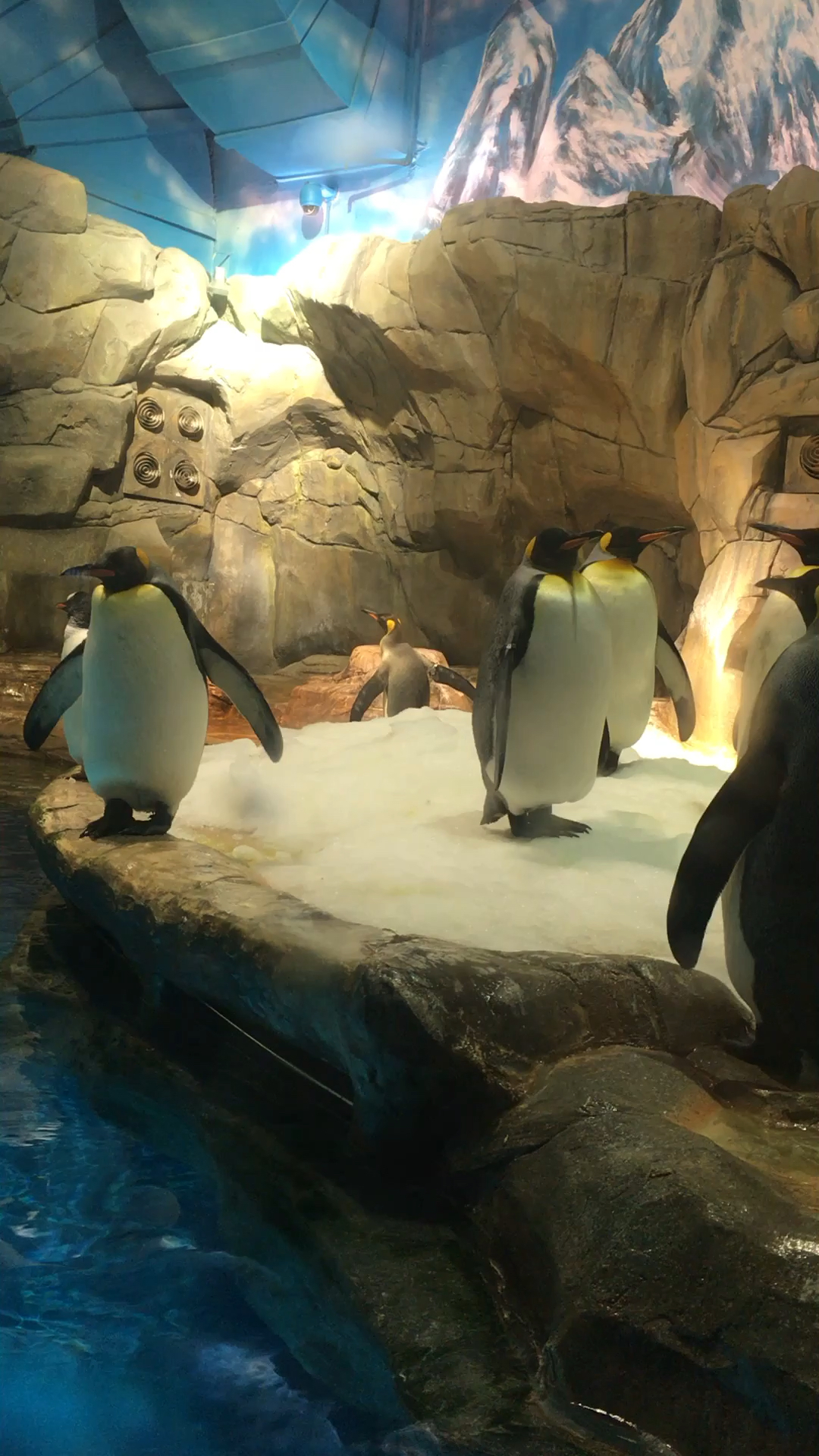 香港海洋公园企鹅好美