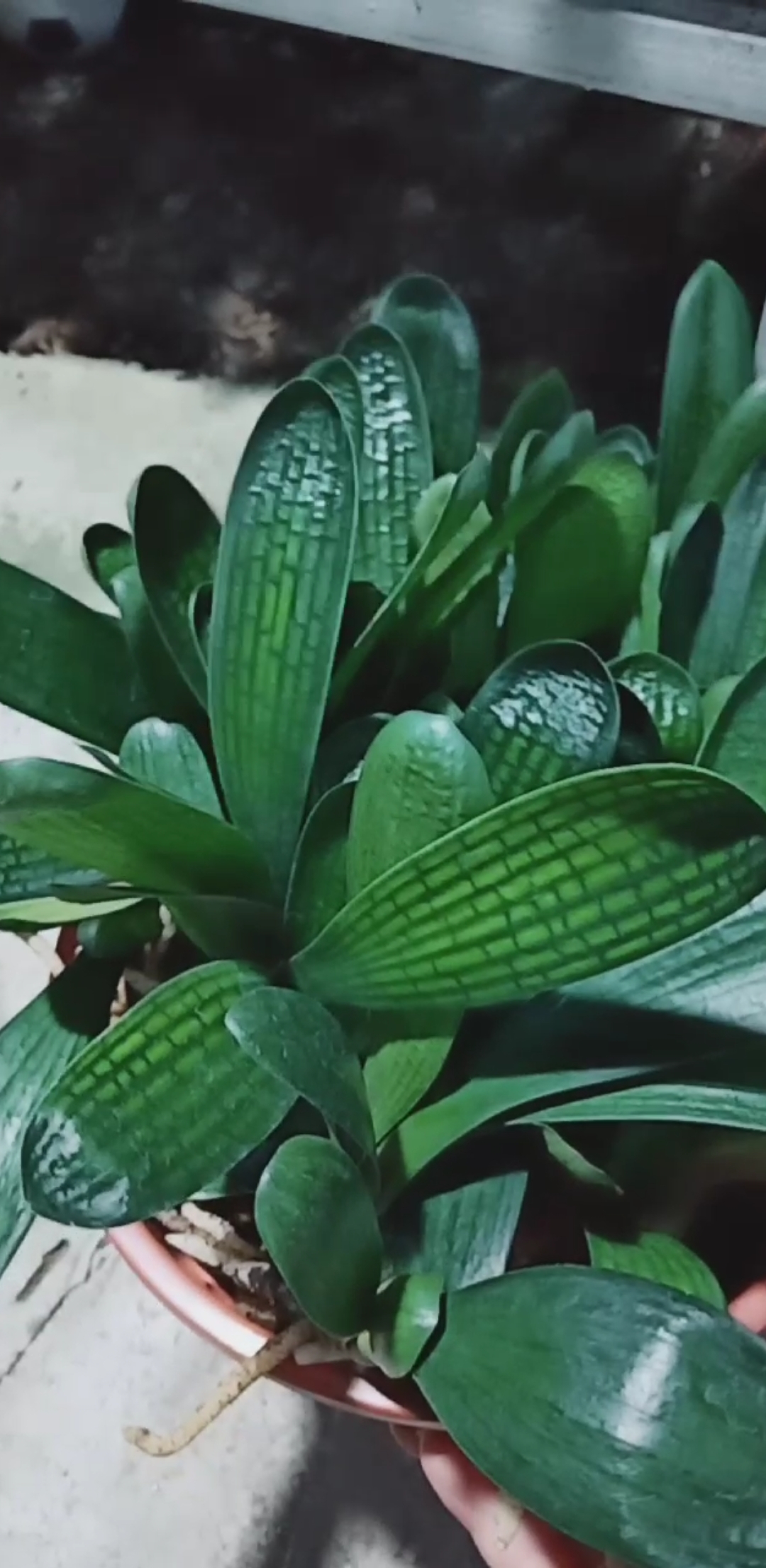 怎么样养出百万君子兰