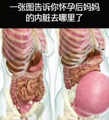 怀孕五脏六腑挤压图图片