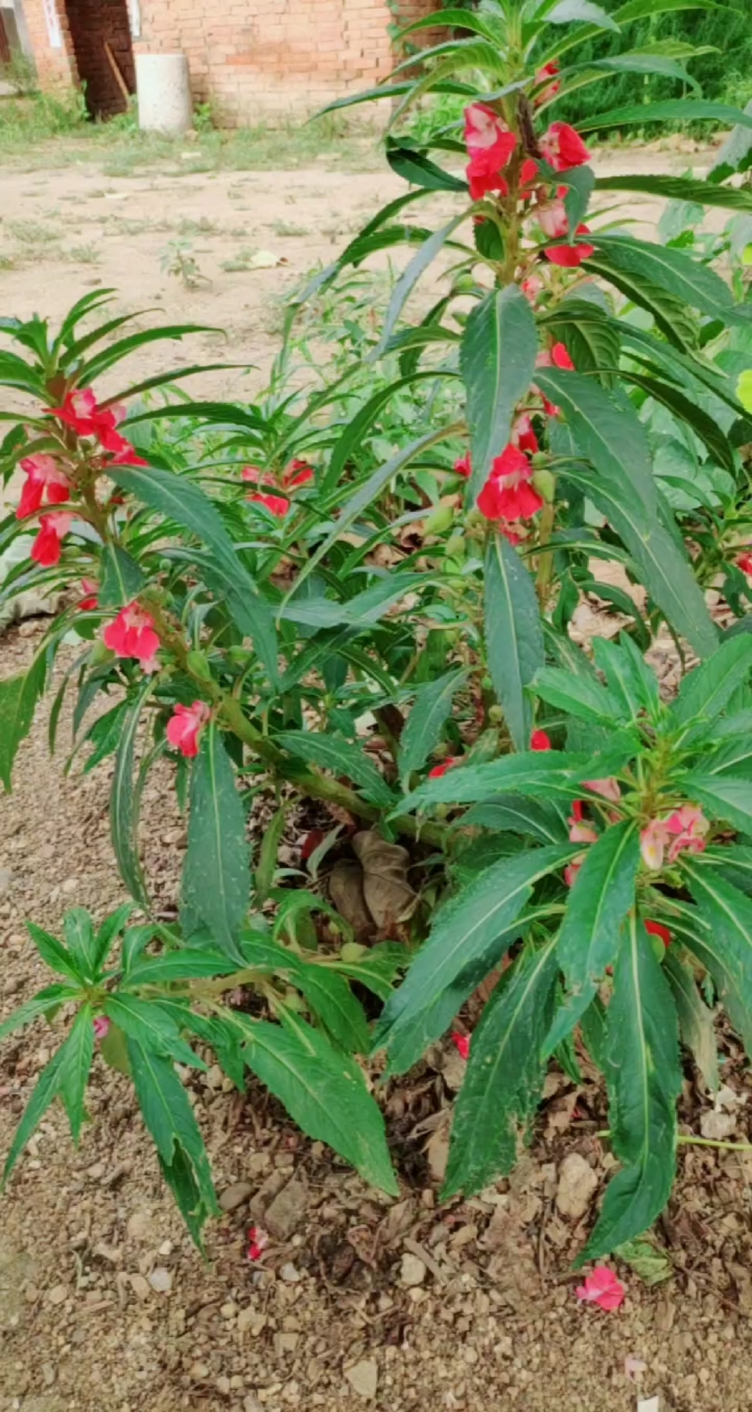 指甲花小时候经常包指甲,童年的回忆呀