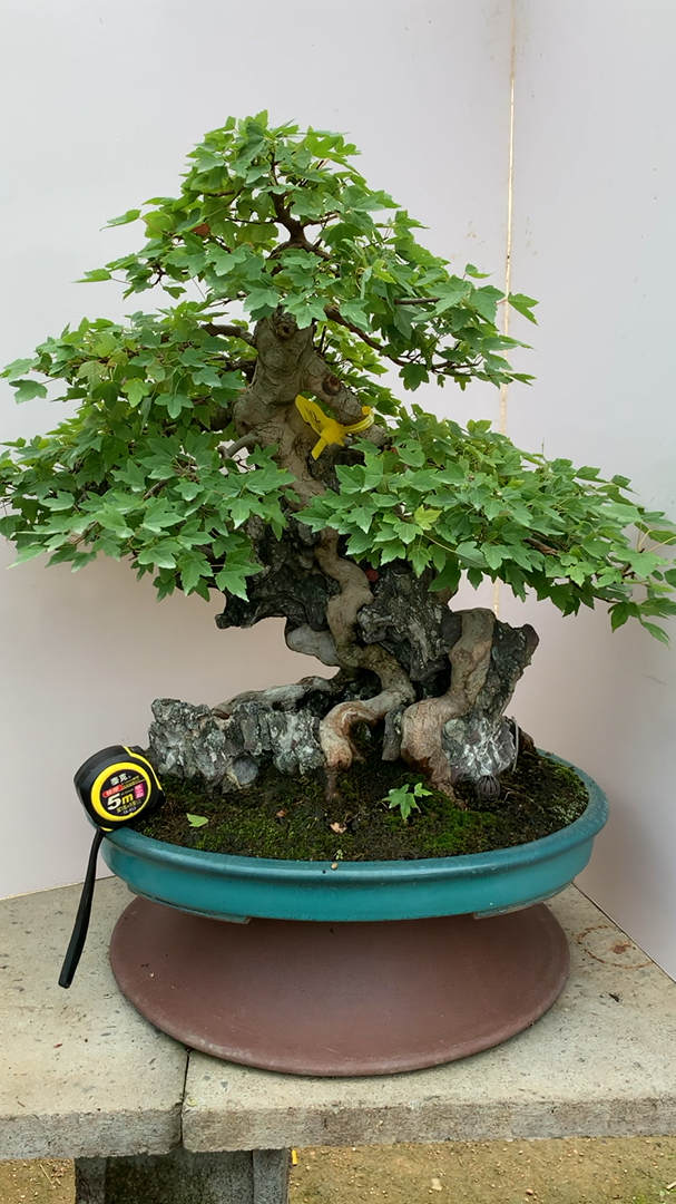 精品附石唐枫盆景 进口盆景