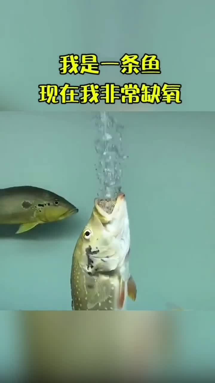 这辈子都没有想到,一条鱼在水里面会缺氧,我是不是买到了一条假鱼